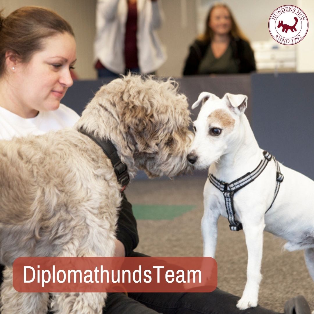 DiplomathundsTeam 1/9 2026 - 4 platser kvar