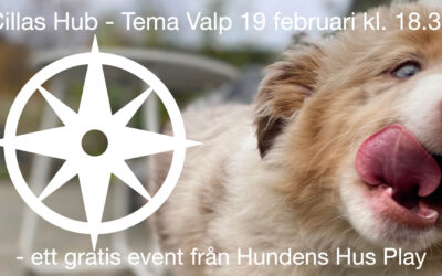 Cilla Hub – Tema Valp 19/2 Hundens Hus Play