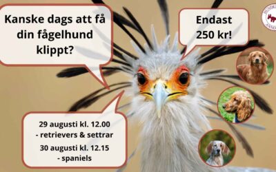 Våra hundfrisörelever behöver praktisera på…