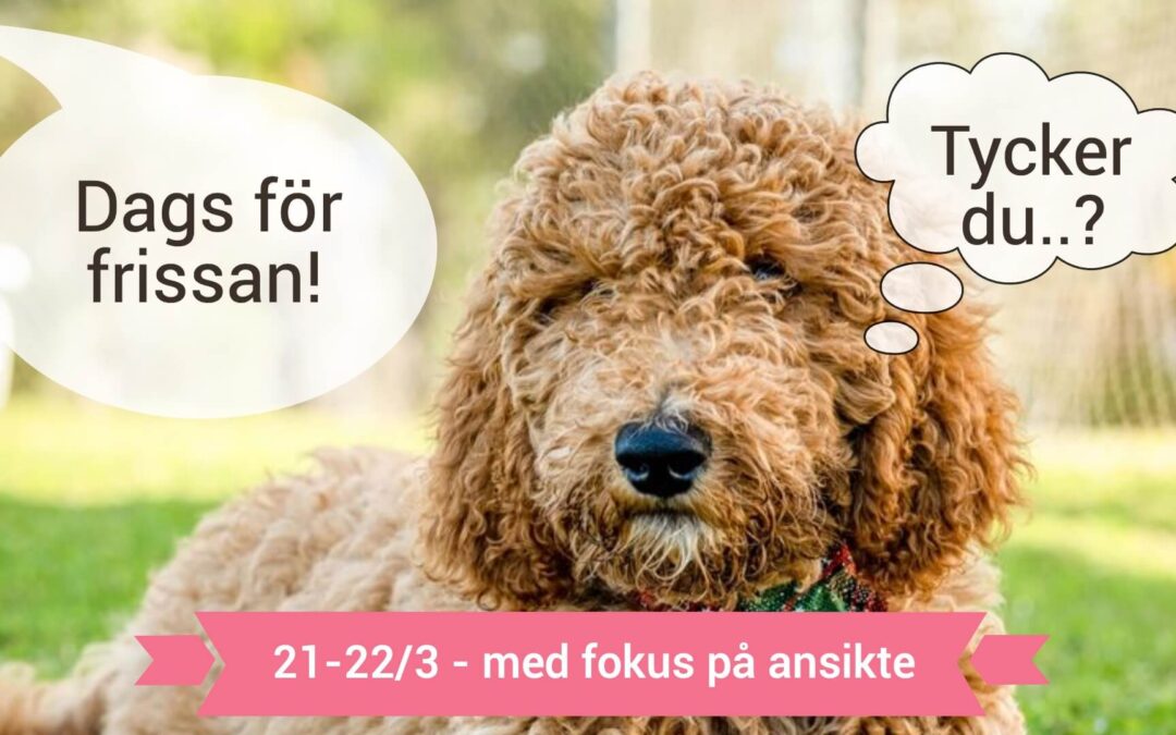Låt våra hundfrisörelever göra en insats 21-22/3