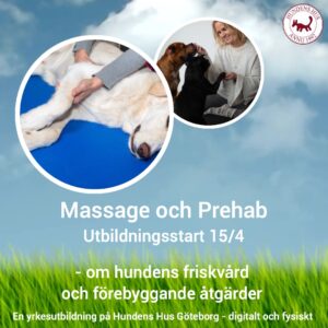 Diplomerad Hundmassör & Prehab 15/4 2026 - 6 platser kvar