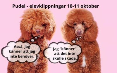Dags för frissan, 10 eller 11 oktober? ✂️