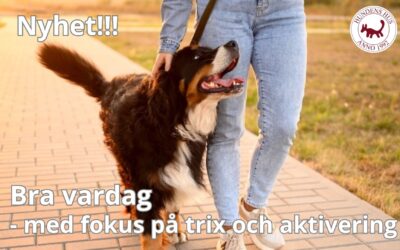 NYHET! Bra Vardag med fokus på trix och aktivering