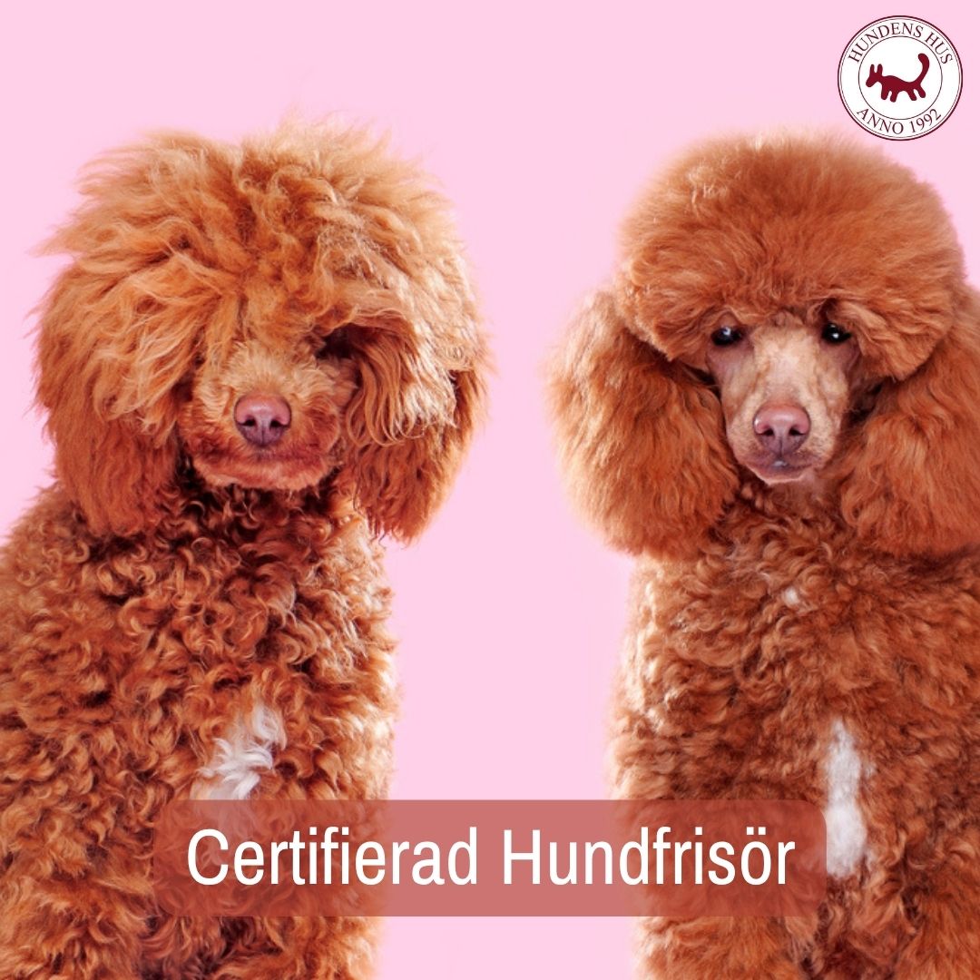 Certifierad Hundfrisör 5-6/9 2026 - 4 platser kvar