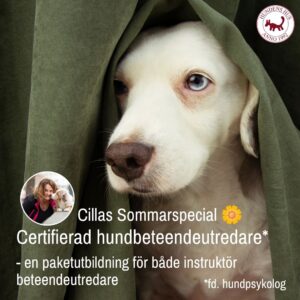 Cillas Sommarspecial Hundbeteendeutredare 10/7 2026