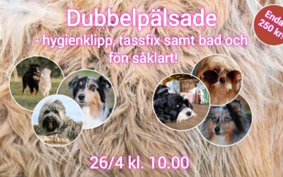 Låt våra hundfrisörelever klippa din hund den 26 april