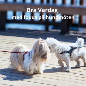 NYHET! Bra Vardag med fokus på hundmöten, Östermalm - 27/5 2026