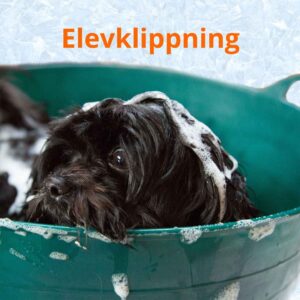 Elevklipp 27/9 2026 - FULLBOKAT