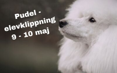 Har du en pudel? Dags för frissan? 9 eller 10 maj! ✂️