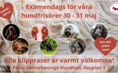 Examination för våra hundfrisörelever 30-31 maj 🎉