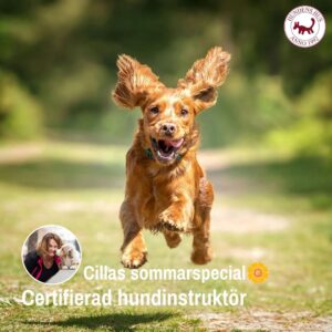 Cillas Sommarspecial Hundinstruktör  10/7 2026