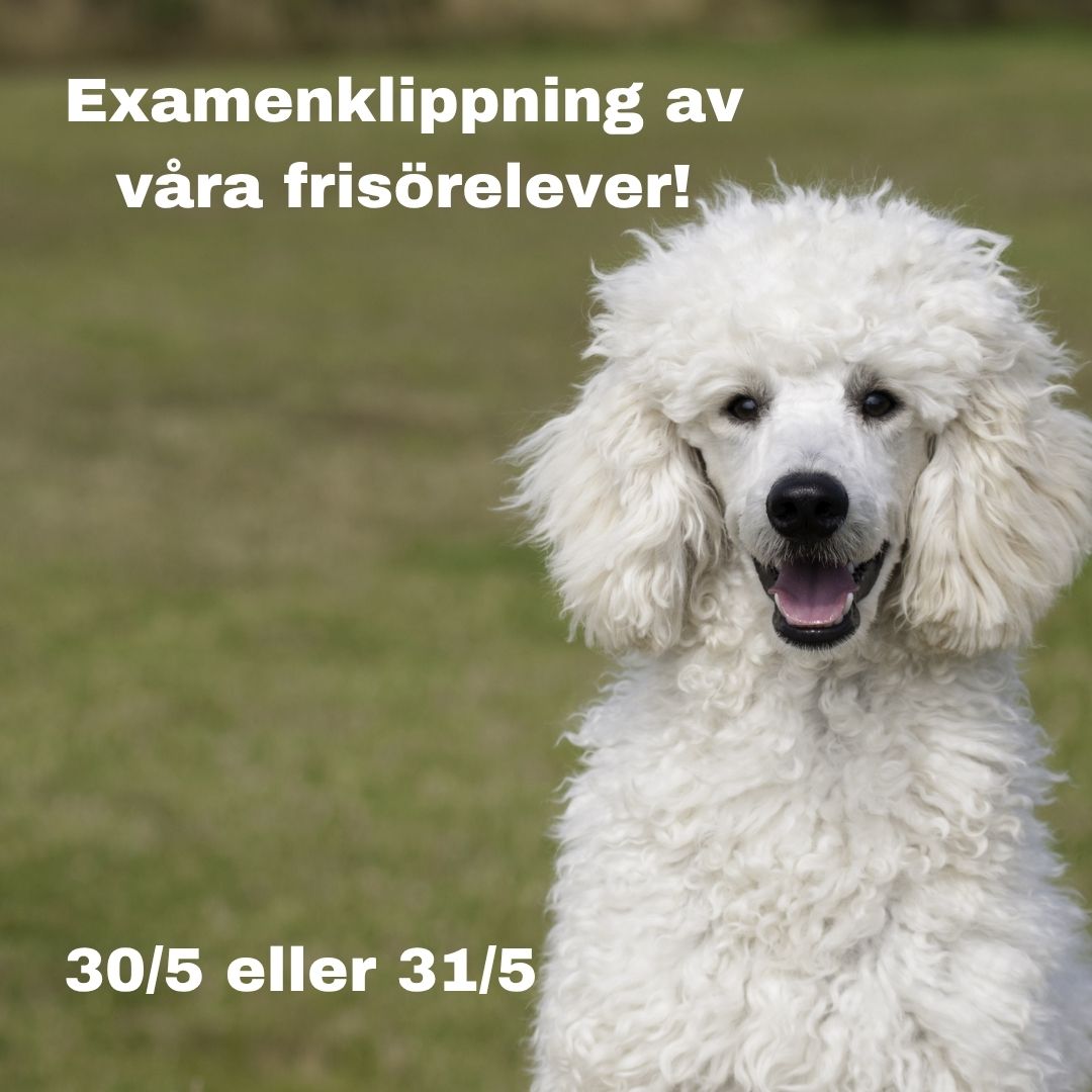 Examenklippning 30-31/5 2026