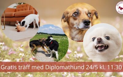 GRATIS träff med Diplomathund 24/5