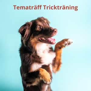 Tematräff Trickträning - Östermalm lördag 13/6 2026