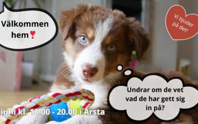 Välkommen hem valp 1/6 – vi bjuder på det!