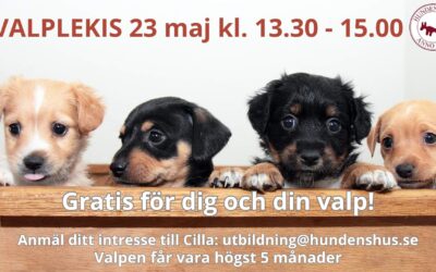 VALPLEKIS – ett gratis tillfälle 23 maj 🐶