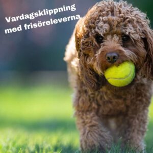 Elevklipp vardagsklippning den 24-25/5 2026