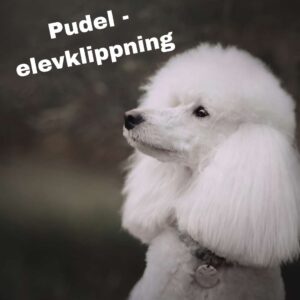 Elevklipp pudel den 9-10/5 2026