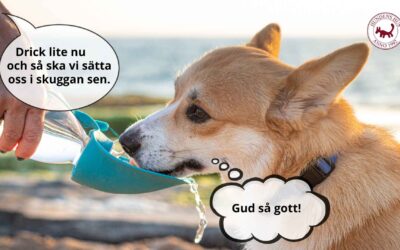 Sommar, sol och tips för årstiden 🌞