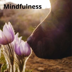 Tematräff Mindfulness med hund  - 24/8 2026 Årsta