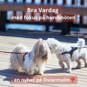 NYHET! Bra Vardag med fokus på hundmöten - Östermalm, 15-16/8 2026 -5 platser kvar
