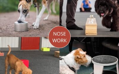 Nose Work på TV4 – kurserna på Hundens Hus