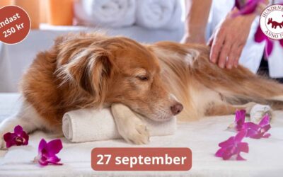 Vilken hund säger nej till ett SPA?
