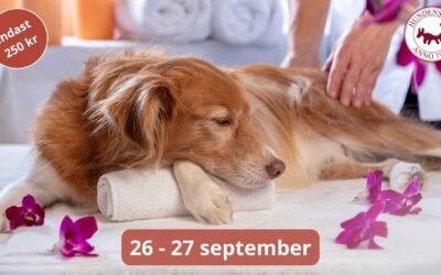 Vilken hund säger nej till ett SPA?