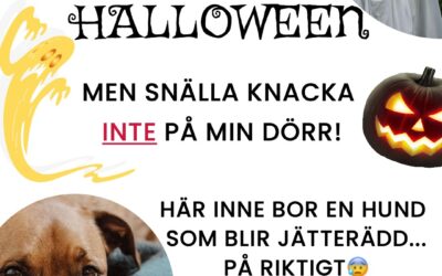 Blir din hund rädd när det knackar på dörren?