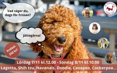 Våra hundfrisörer vill gärna träffa din hund✂️